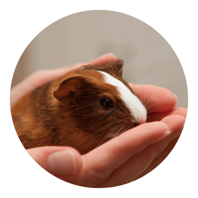 The Hamilton & Waikato Area Guinea Pig Club is an independent club supporting guinea pig exhibitors and enthusiasts in the Waikato region. The club provides opportunities for members and exhibitor (1)