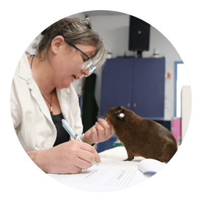 The Itchy Guinea Pig