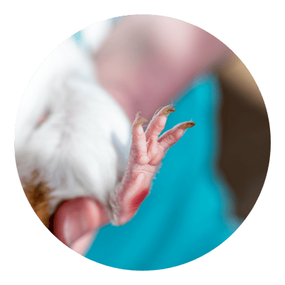 The Hamilton & Waikato Area Guinea Pig Club is an independent club supporting guinea pig exhibitors and enthusiasts in the Waikato region. The club provides opportunities for members and exhibitor (3)-1