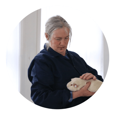 The Hamilton & Waikato Area Guinea Pig Club is an independent club supporting guinea pig exhibitors and enthusiasts in the Waikato region. The club provides opportunities for members and exhibitor (7)