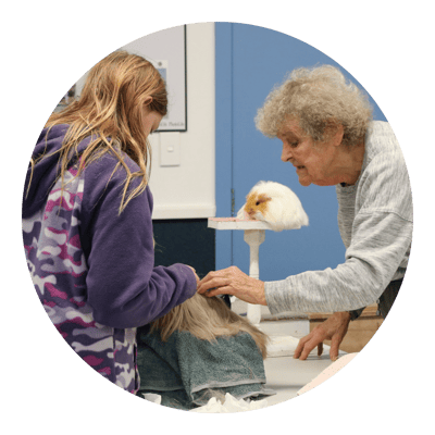 The Hamilton & Waikato Area Guinea Pig Club is an independent club supporting guinea pig exhibitors and enthusiasts in the Waikato region. The club provides opportunities for members and exhibitor (9)