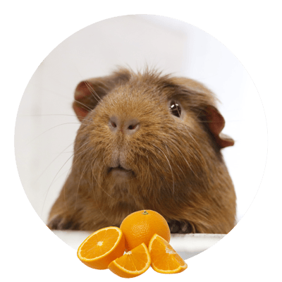 The Hamilton & Waikato Area Guinea Pig Club is an independent club supporting guinea pig exhibitors and enthusiasts in the Waikato region. The club provides opportunities for members and exhibitor-1