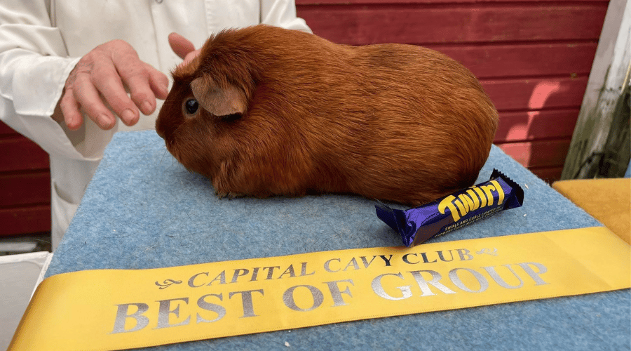 Untitled design - 2023-03-08T155021.382