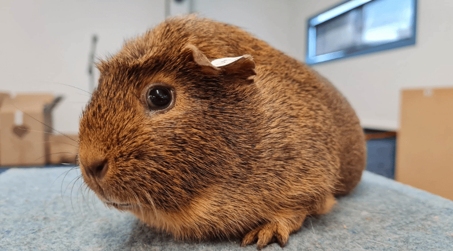 Untitled design - 2023-03-08T155028.068