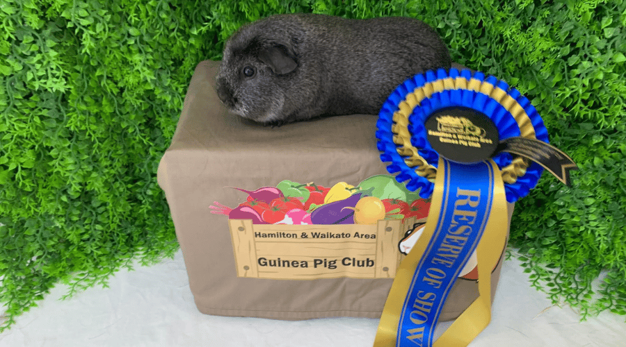 Untitled design - 2023-03-08T155042.757