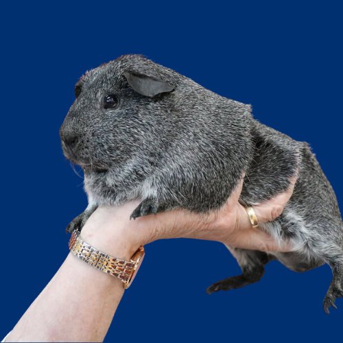 Minimalist Vintage Illustration Chicken Poultry Farm Logo (17)