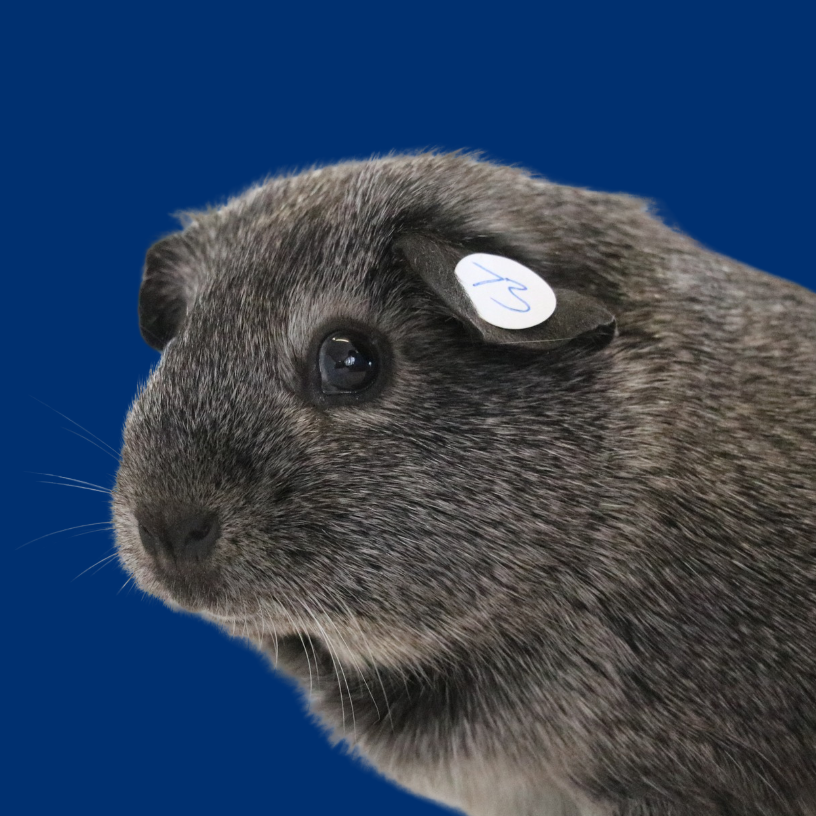 The Hamilton & Waikato Area Guinea Pig Club is an independent club supporting guinea pig exhibitors and enthusiasts in the Waikato region. The club provides opportunities for members and exhibitor (11)