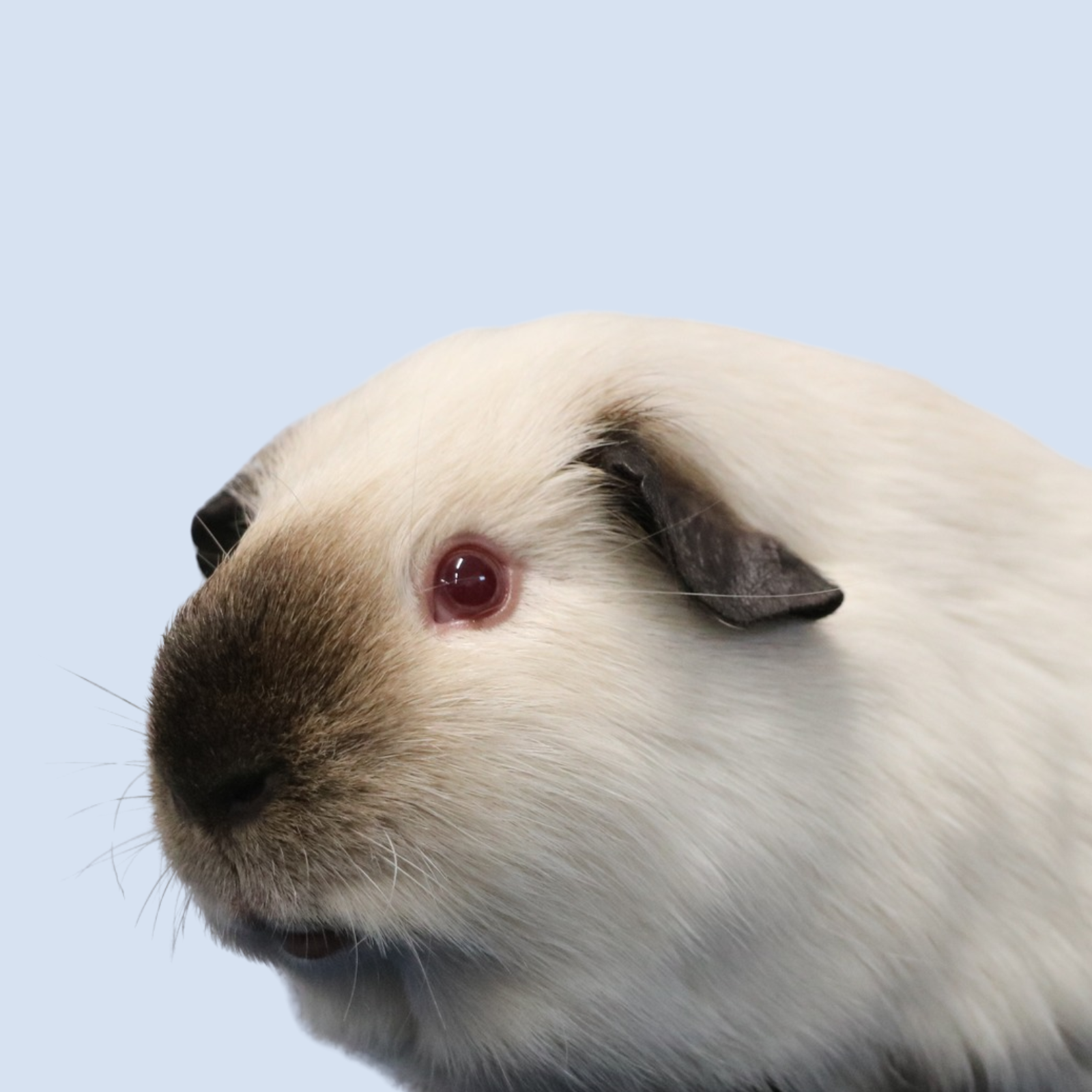 The Hamilton & Waikato Area Guinea Pig Club is an independent club supporting guinea pig exhibitors and enthusiasts in the Waikato region. The club provides opportunities for members and exhibitor (13)