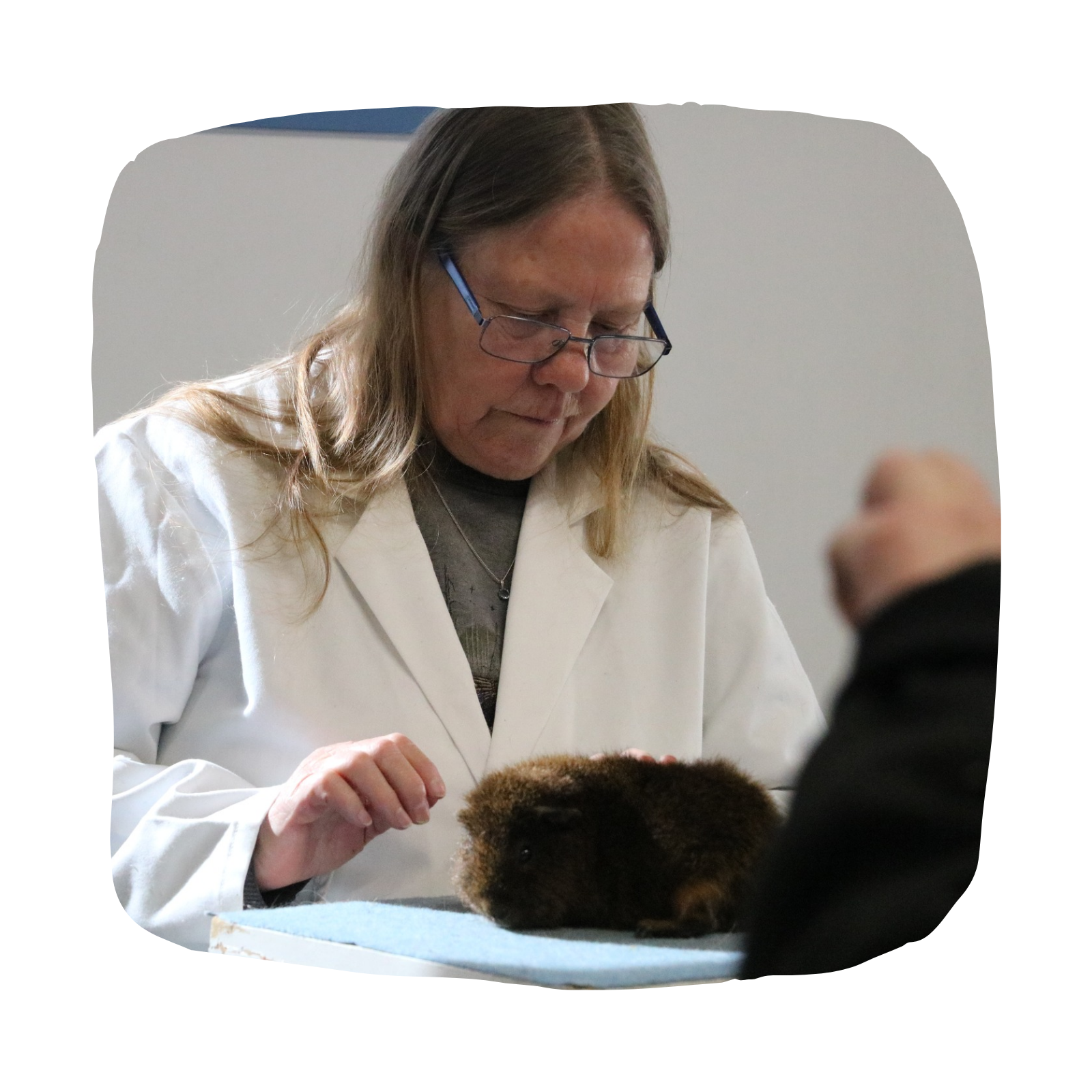 The Hamilton & Waikato Area Guinea Pig Club is an independent club supporting guinea pig exhibitors and enthusiasts in the Waikato region. The club provides opportunities for members and exhibitor (14)