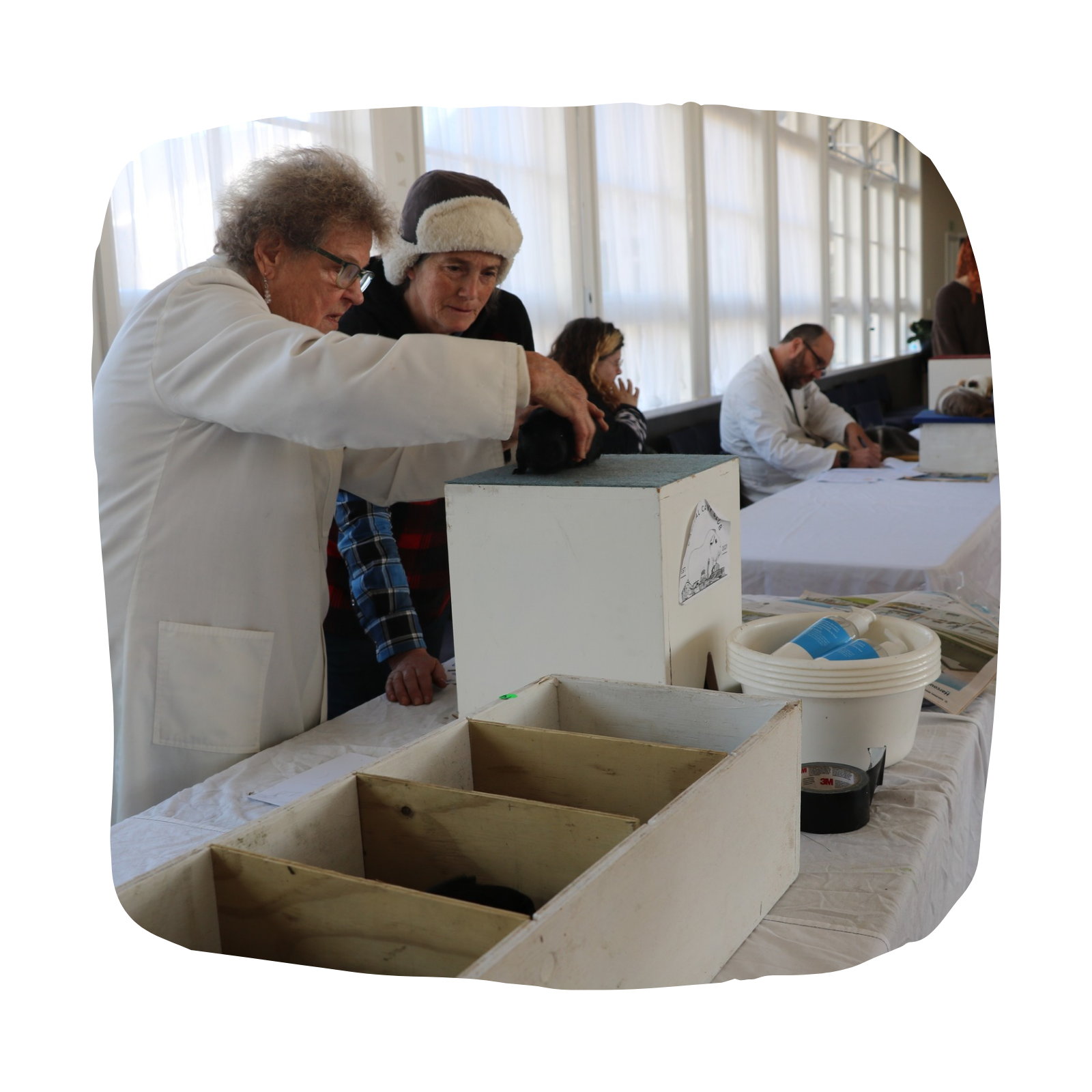 The Hamilton & Waikato Area Guinea Pig Club is an independent club supporting guinea pig exhibitors and enthusiasts in the Waikato region. The club provides opportunities for members and exhibitor (15)