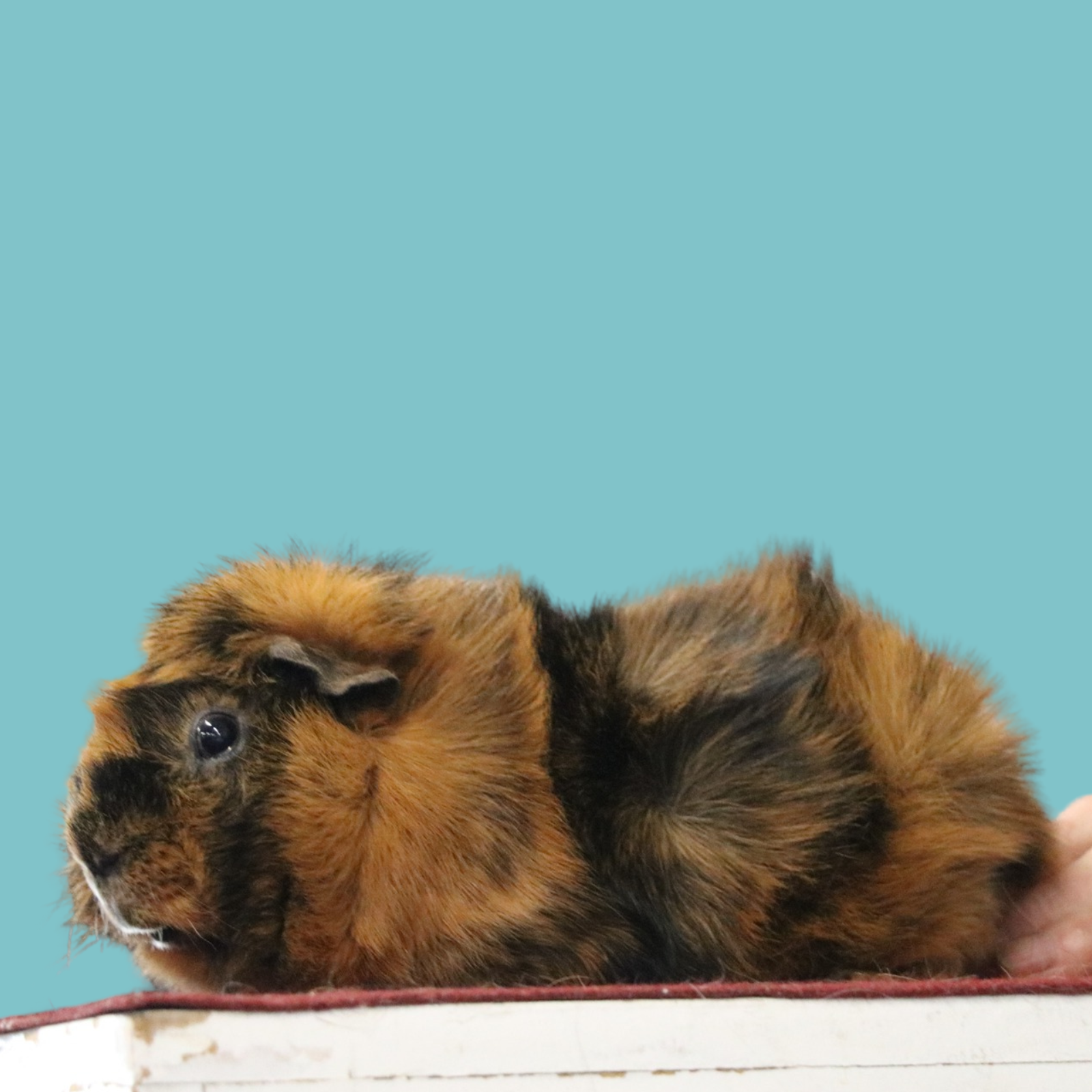 The Hamilton & Waikato Area Guinea Pig Club is an independent club supporting guinea pig exhibitors and enthusiasts in the Waikato region. The club provides opportunities for members and exhibitor (18)