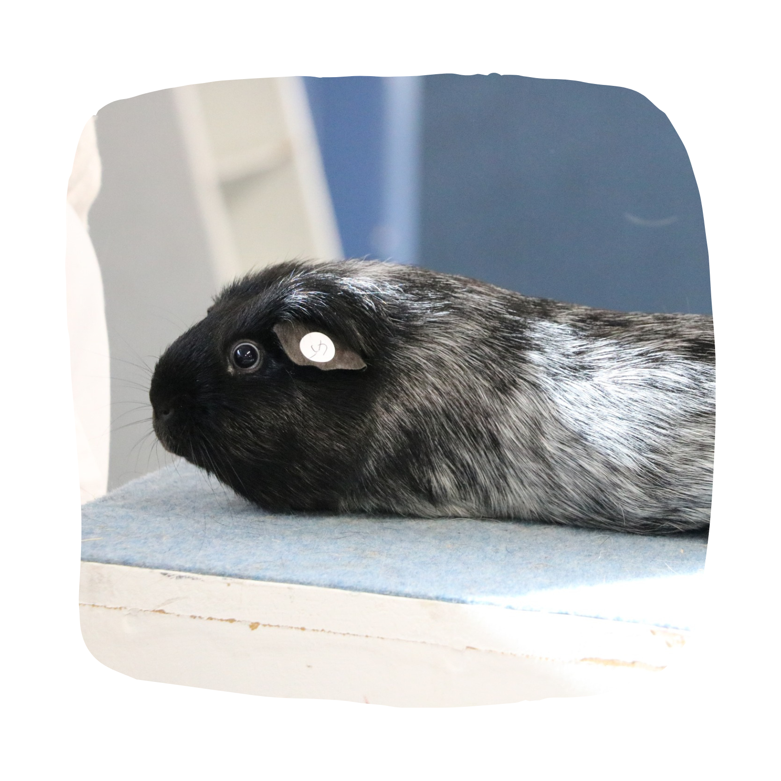 The Hamilton & Waikato Area Guinea Pig Club is an independent club supporting guinea pig exhibitors and enthusiasts in the Waikato region. The club provides opportunities for members and exhibitor (19)