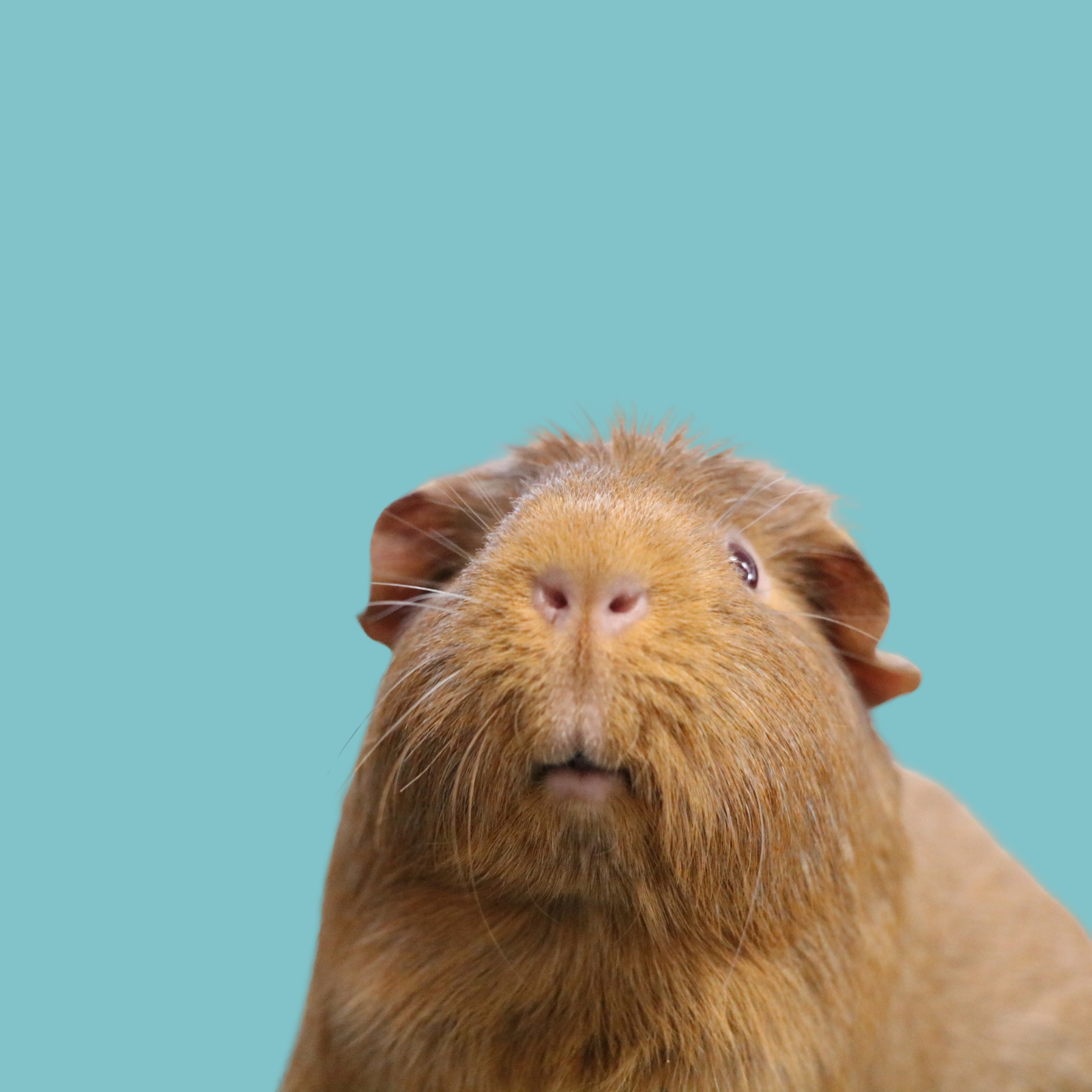 The Hamilton & Waikato Area Guinea Pig Club is an independent club supporting guinea pig exhibitors and enthusiasts in the Waikato region. The club provides opportunities for members and exhibitor (2)