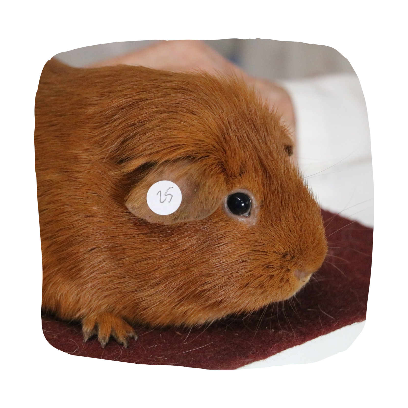The Hamilton & Waikato Area Guinea Pig Club is an independent club supporting guinea pig exhibitors and enthusiasts in the Waikato region. The club provides opportunities for members and exhibitor (20)