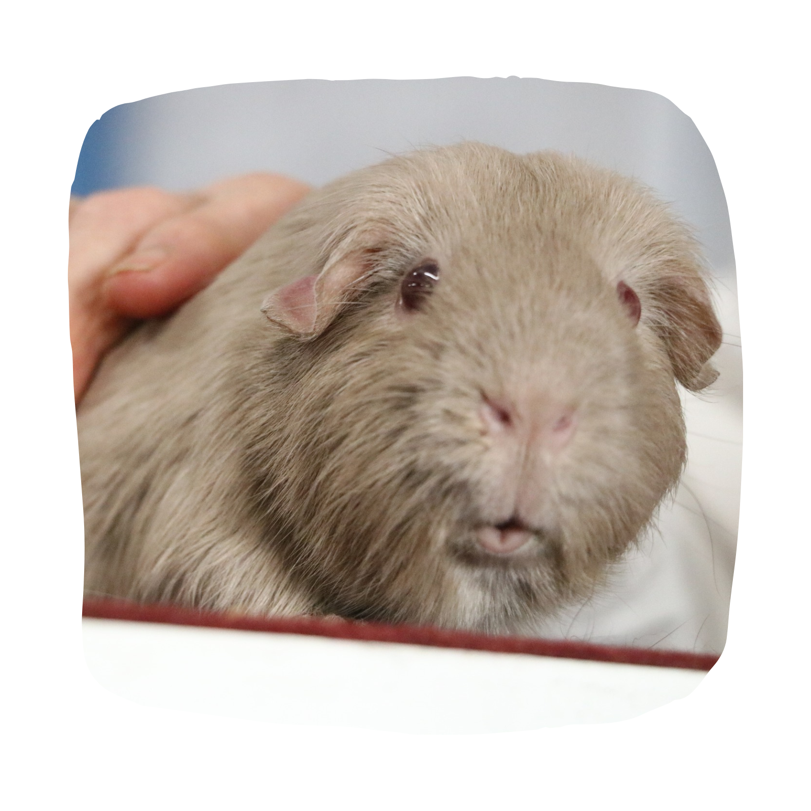 The Hamilton & Waikato Area Guinea Pig Club is an independent club supporting guinea pig exhibitors and enthusiasts in the Waikato region. The club provides opportunities for members and exhibitor (21)