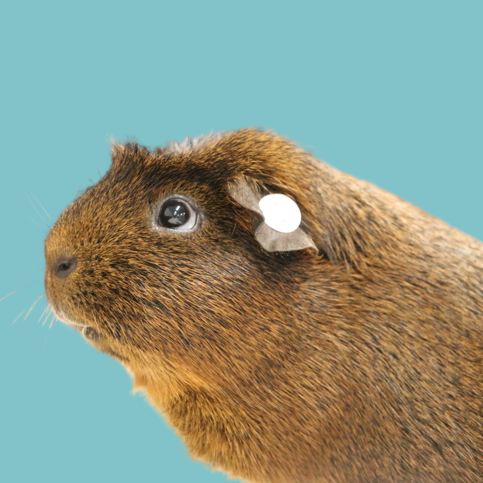 The Hamilton & Waikato Area Guinea Pig Club is an independent club supporting guinea pig exhibitors and enthusiasts in the Waikato region. The club provides opportunities for members and exhibitor (6)