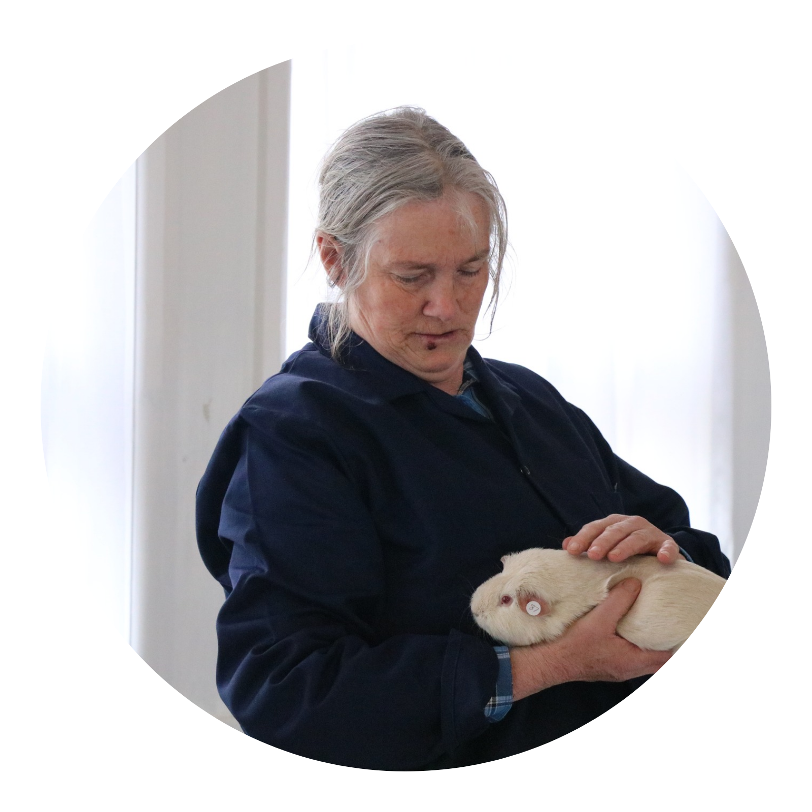 The Hamilton & Waikato Area Guinea Pig Club is an independent club supporting guinea pig exhibitors and enthusiasts in the Waikato region. The club provides opportunities for members and exhibitor (7)
