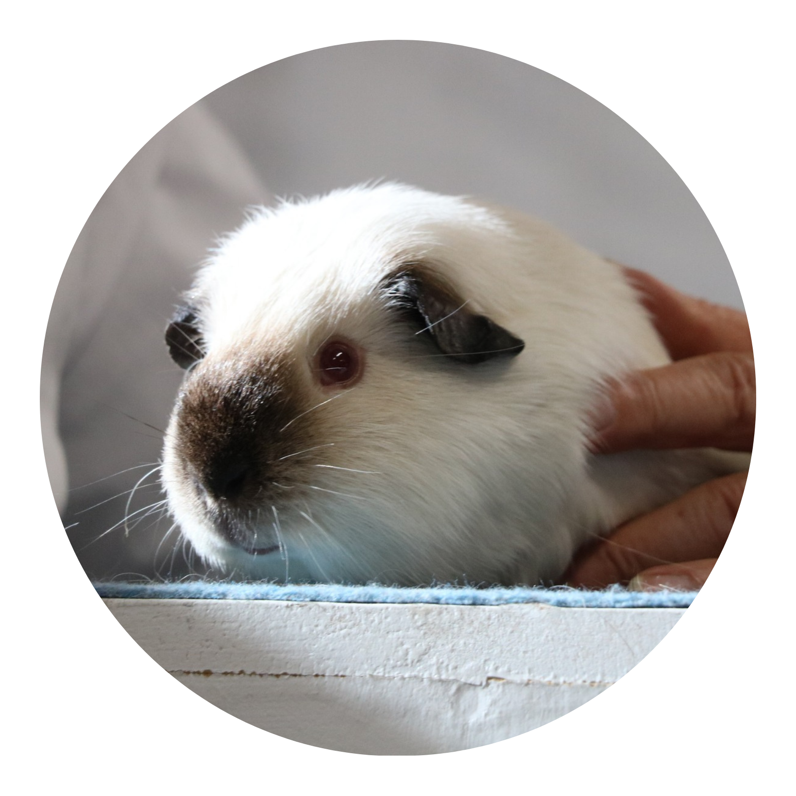 The Hamilton & Waikato Area Guinea Pig Club is an independent club supporting guinea pig exhibitors and enthusiasts in the Waikato region. The club provides opportunities for members and exhibitor (8)