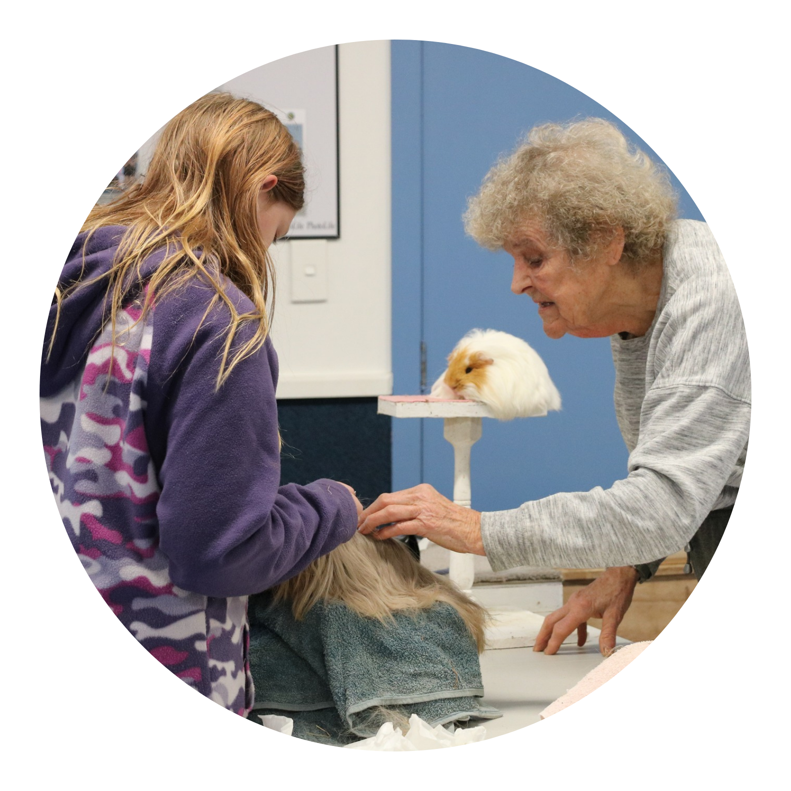 The Hamilton & Waikato Area Guinea Pig Club is an independent club supporting guinea pig exhibitors and enthusiasts in the Waikato region. The club provides opportunities for members and exhibitor (9)