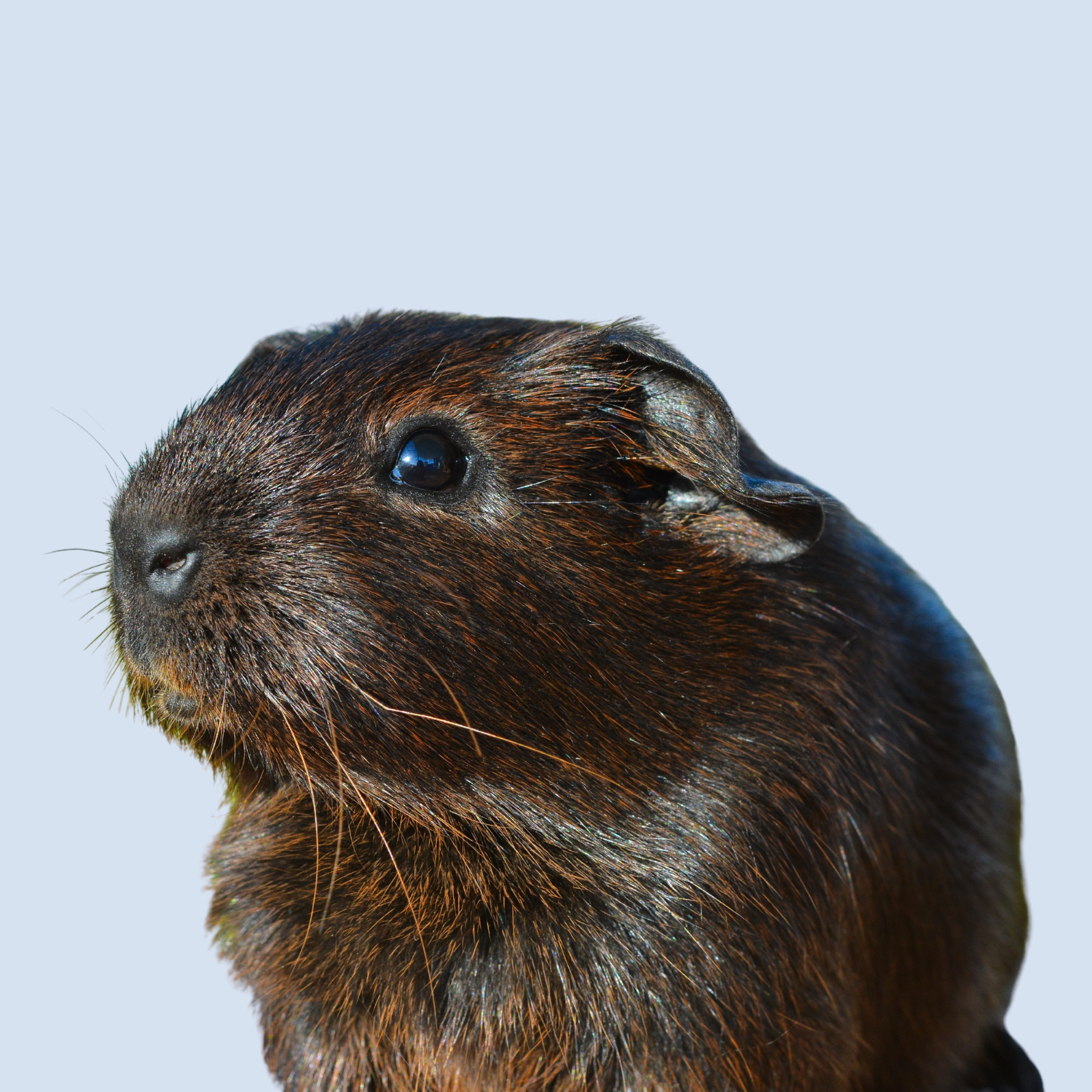 Untitled design (80)