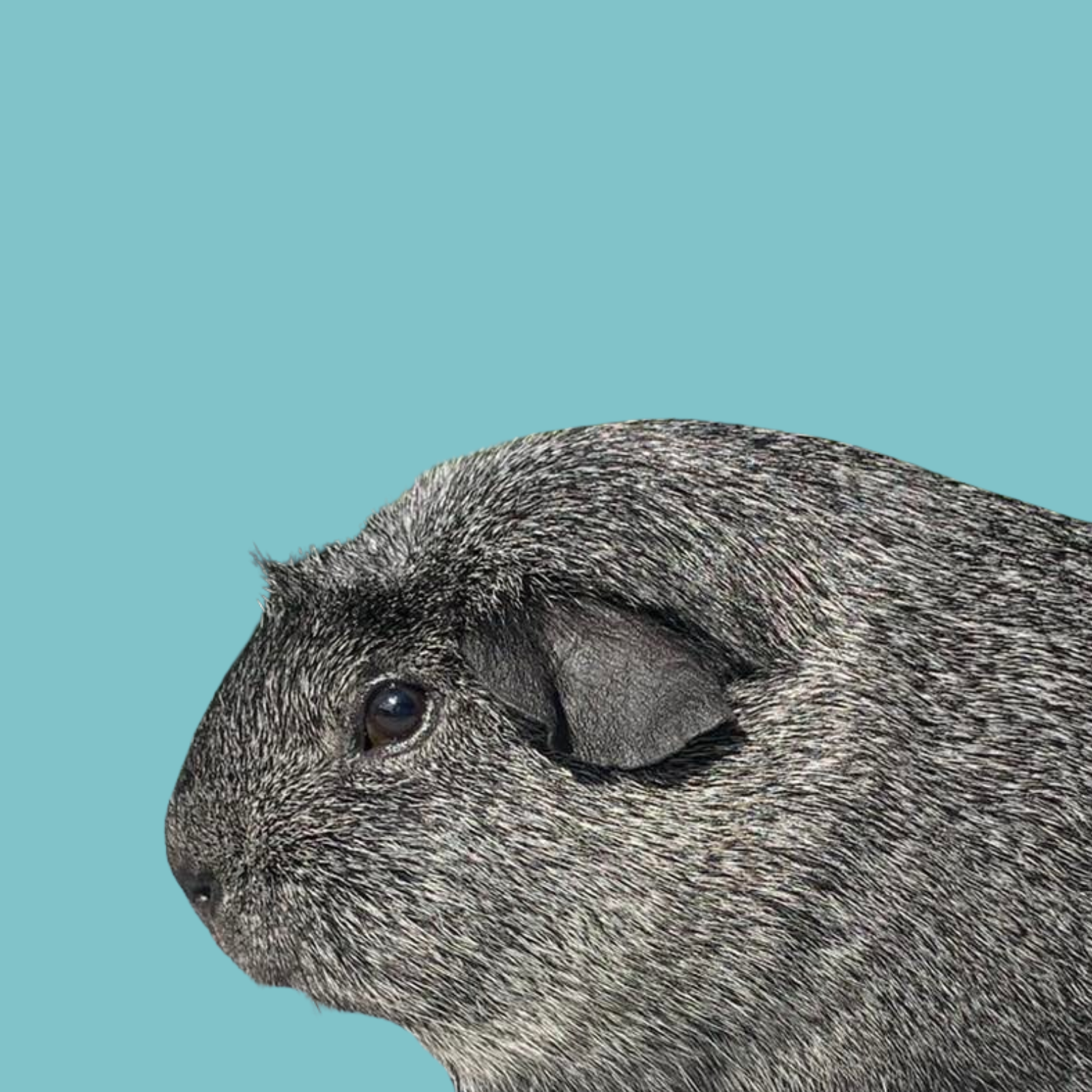 Untitled design (85)