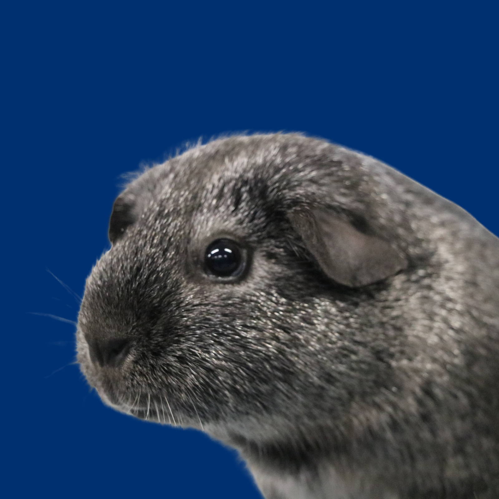 Untitled design (86)