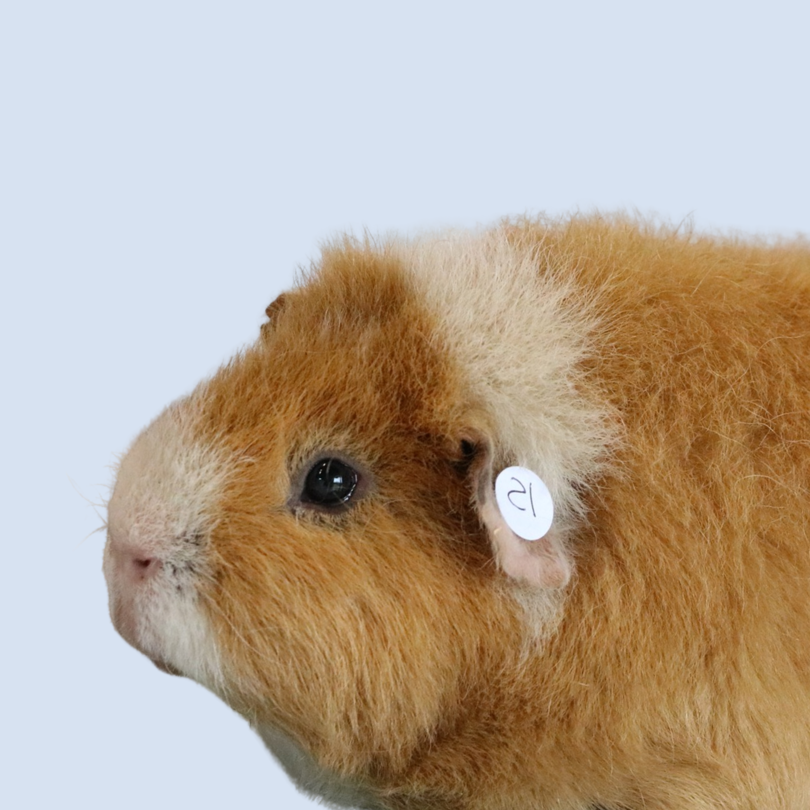 Untitled design (94)