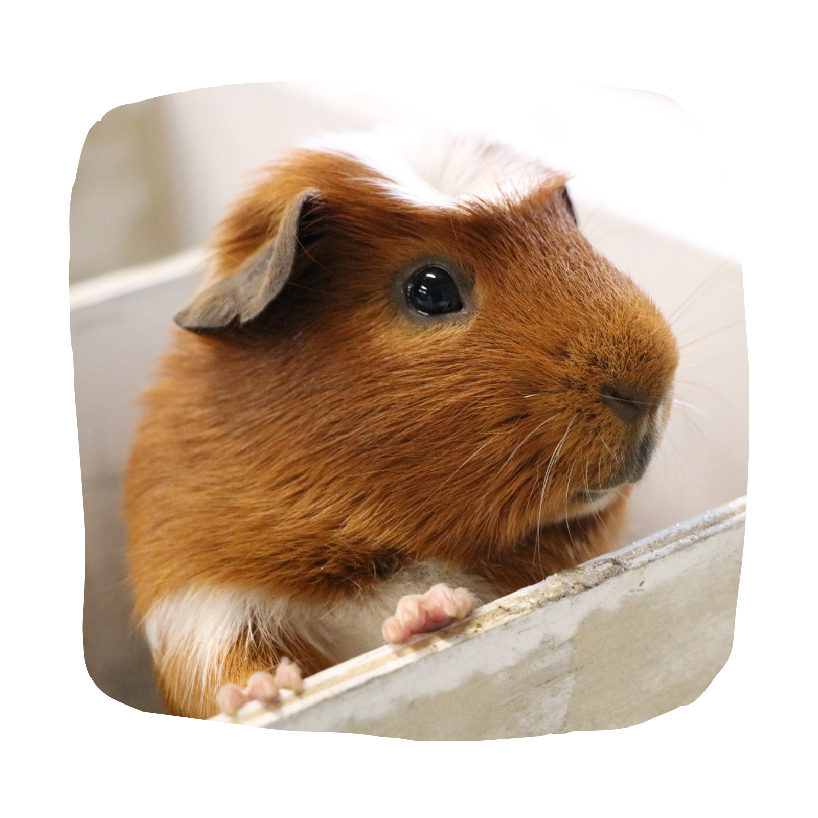 Untitled design (95)