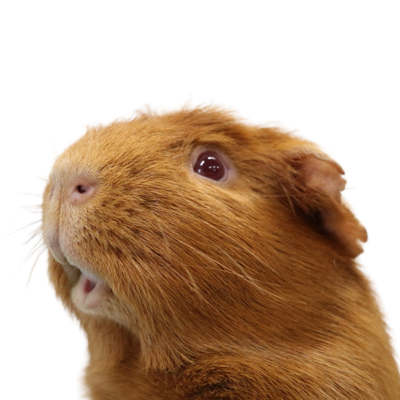 Untitled design (96)