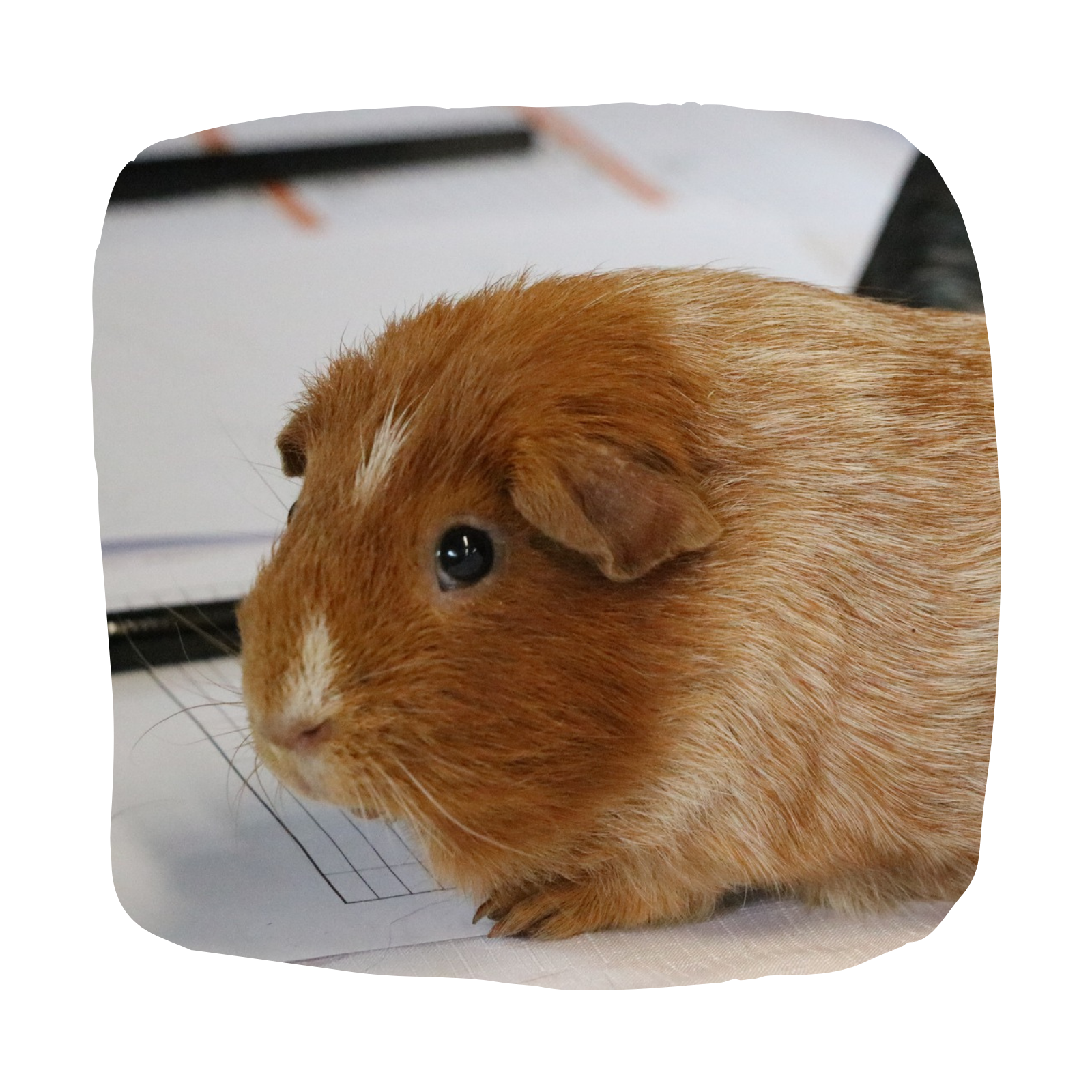 Untitled design (97)