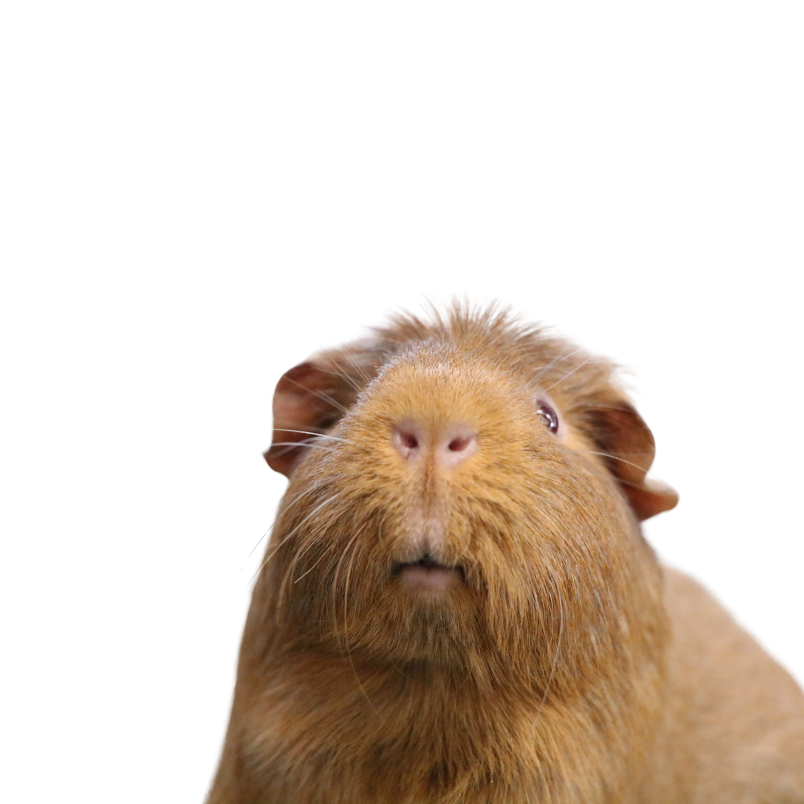 Untitled design (98)