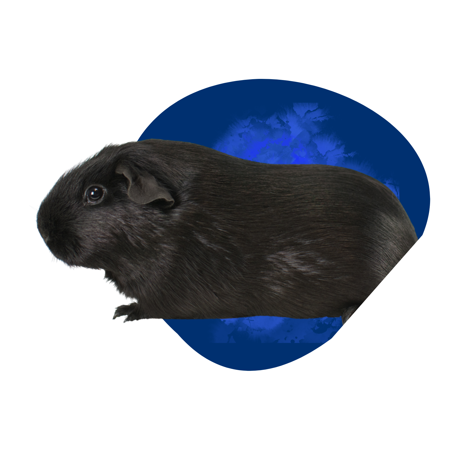 Untitled design - 2023-02-20T112856.512