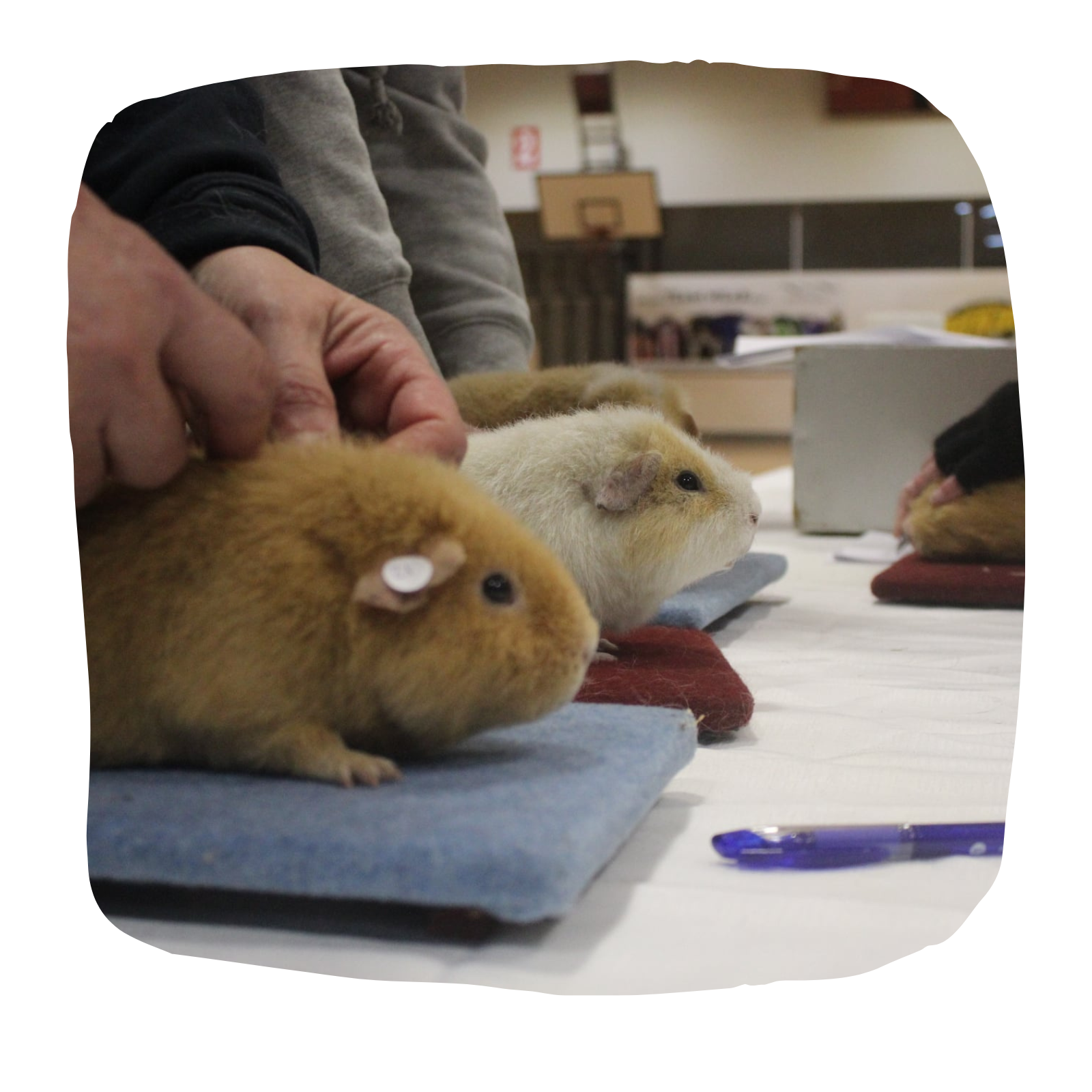 Untitled design - 2023-02-20T115746.870