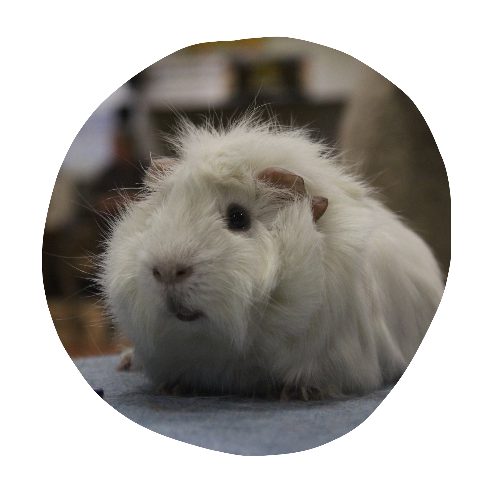 Untitled design - 2023-03-08T153700.101