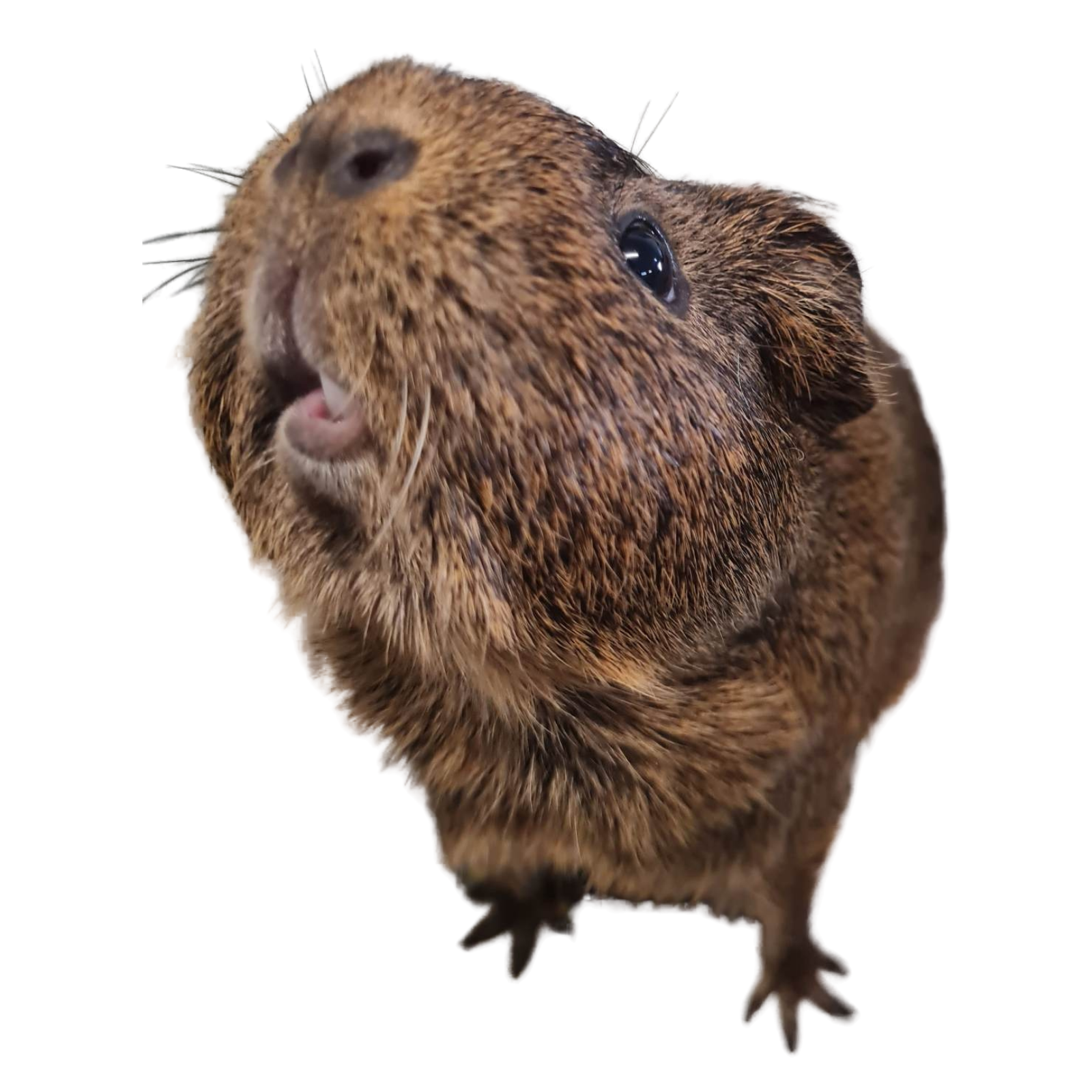 Untitled design - 2023-03-08T155714.817