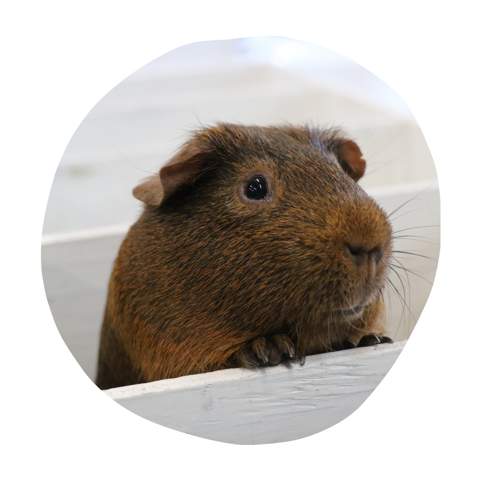 Untitled design - 2026-03-09T163711.479