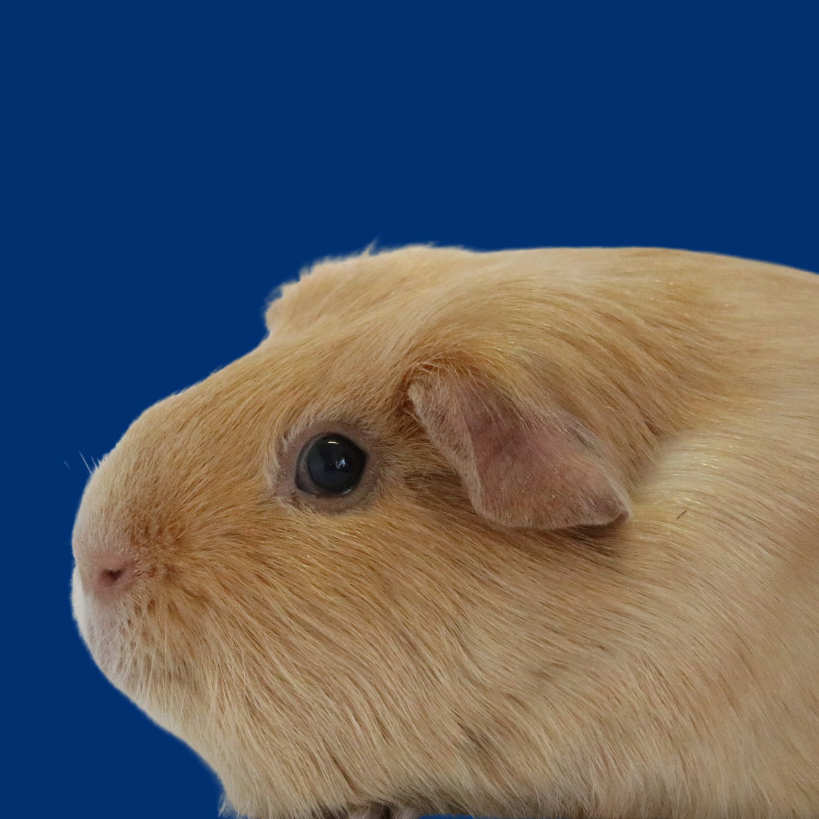 Untitled design - 2026-03-24T225234.473