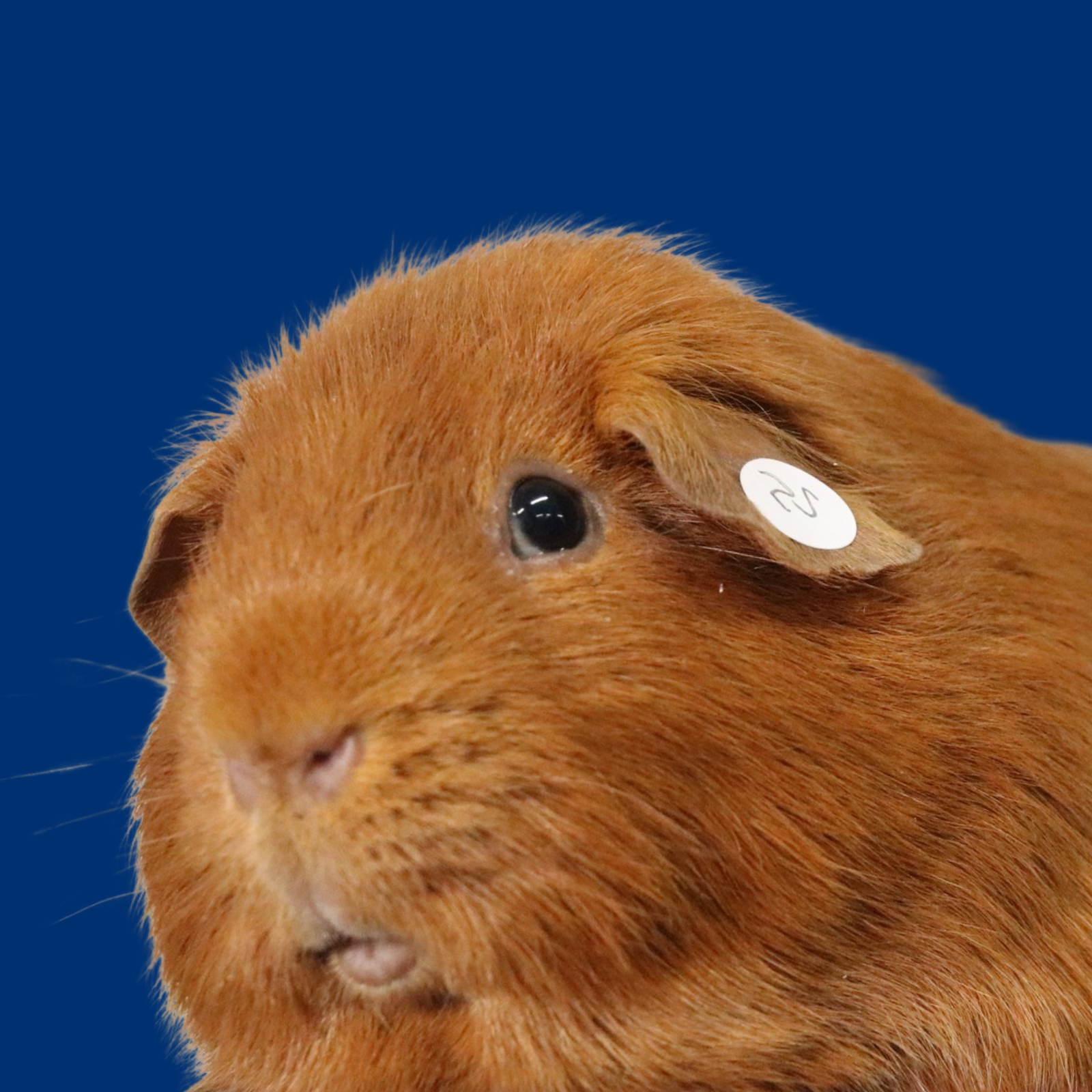 Untitled design - 2026-03-25T094850.640