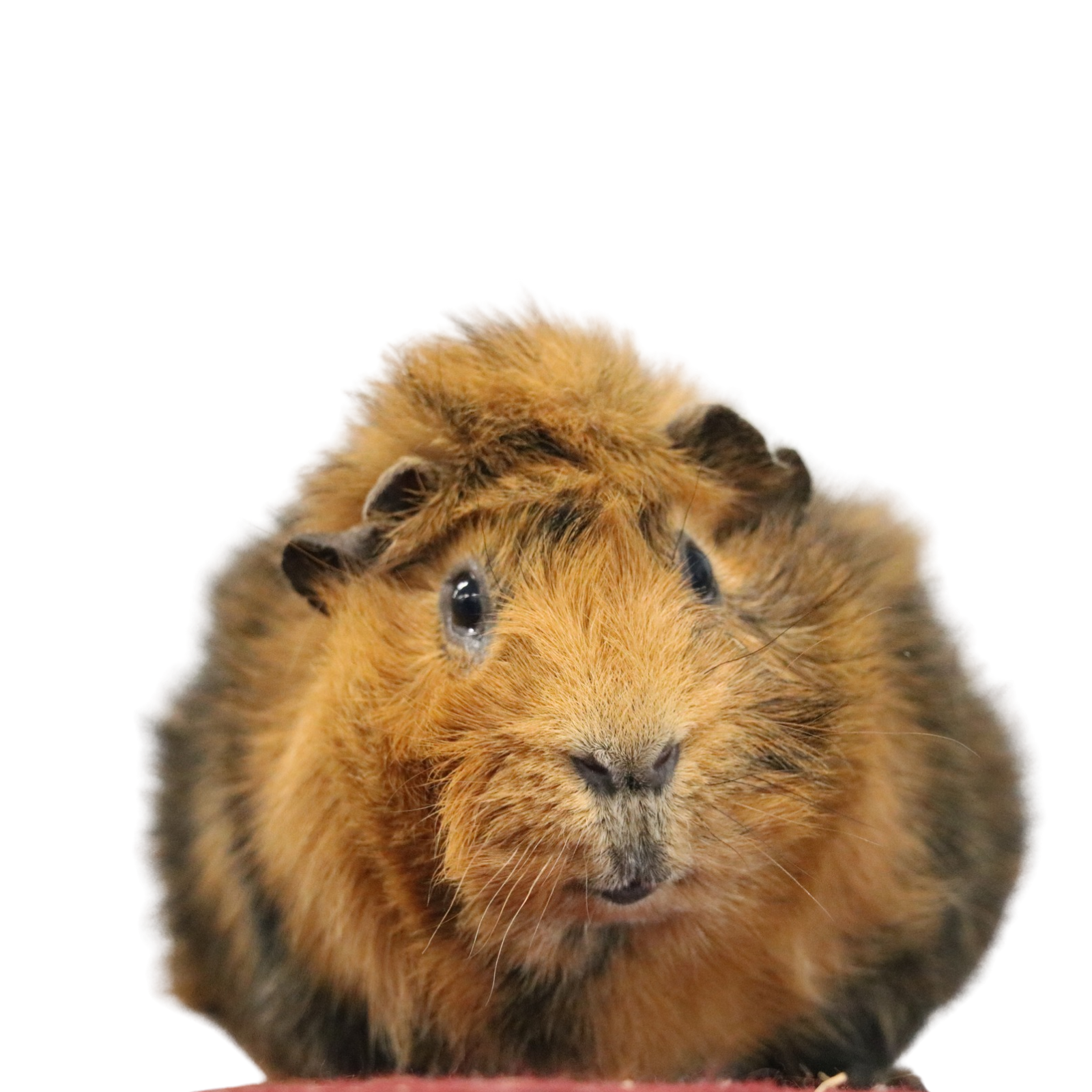 Untitled design - 2026-03-25T094943.925