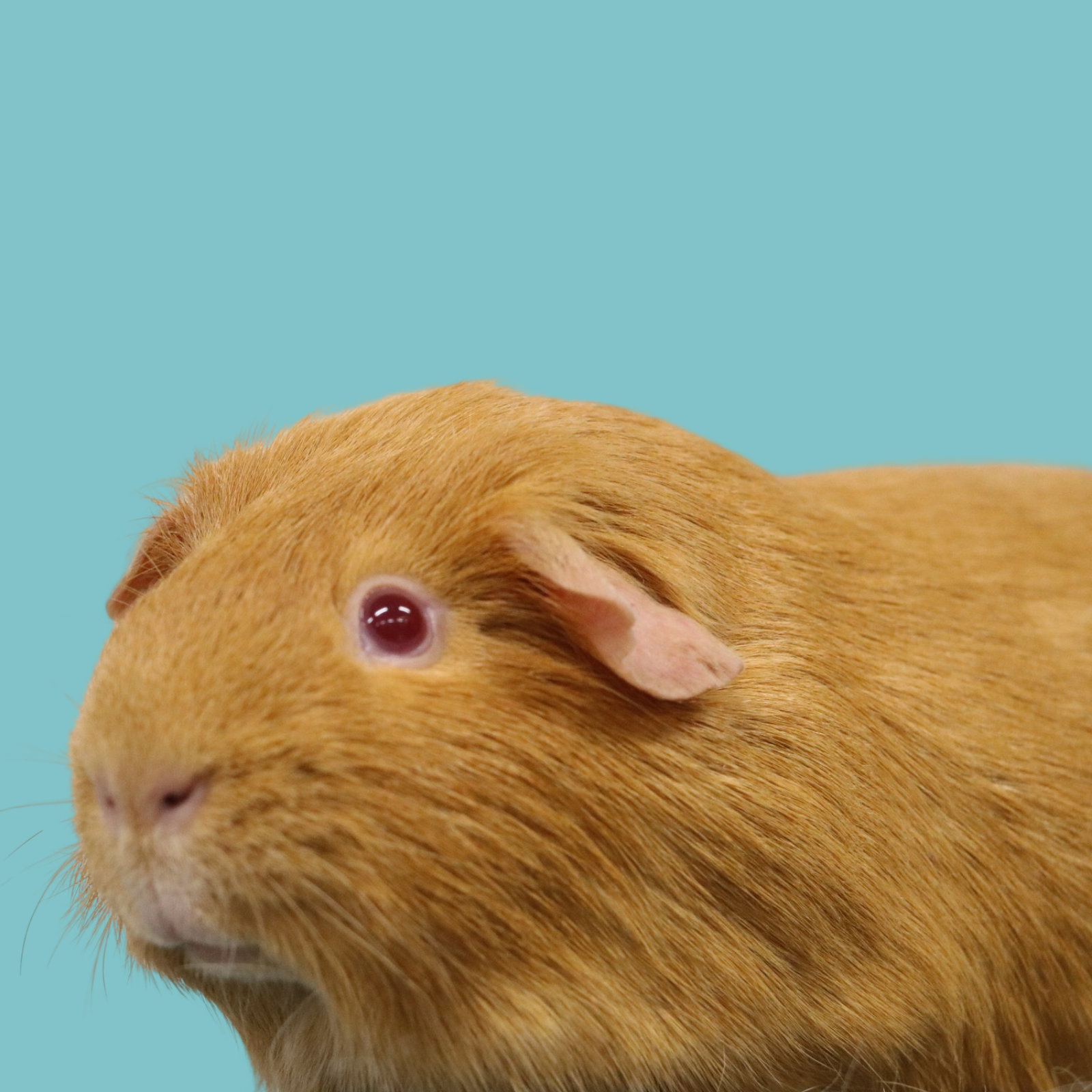 Untitled design - 2026-03-25T143910.161