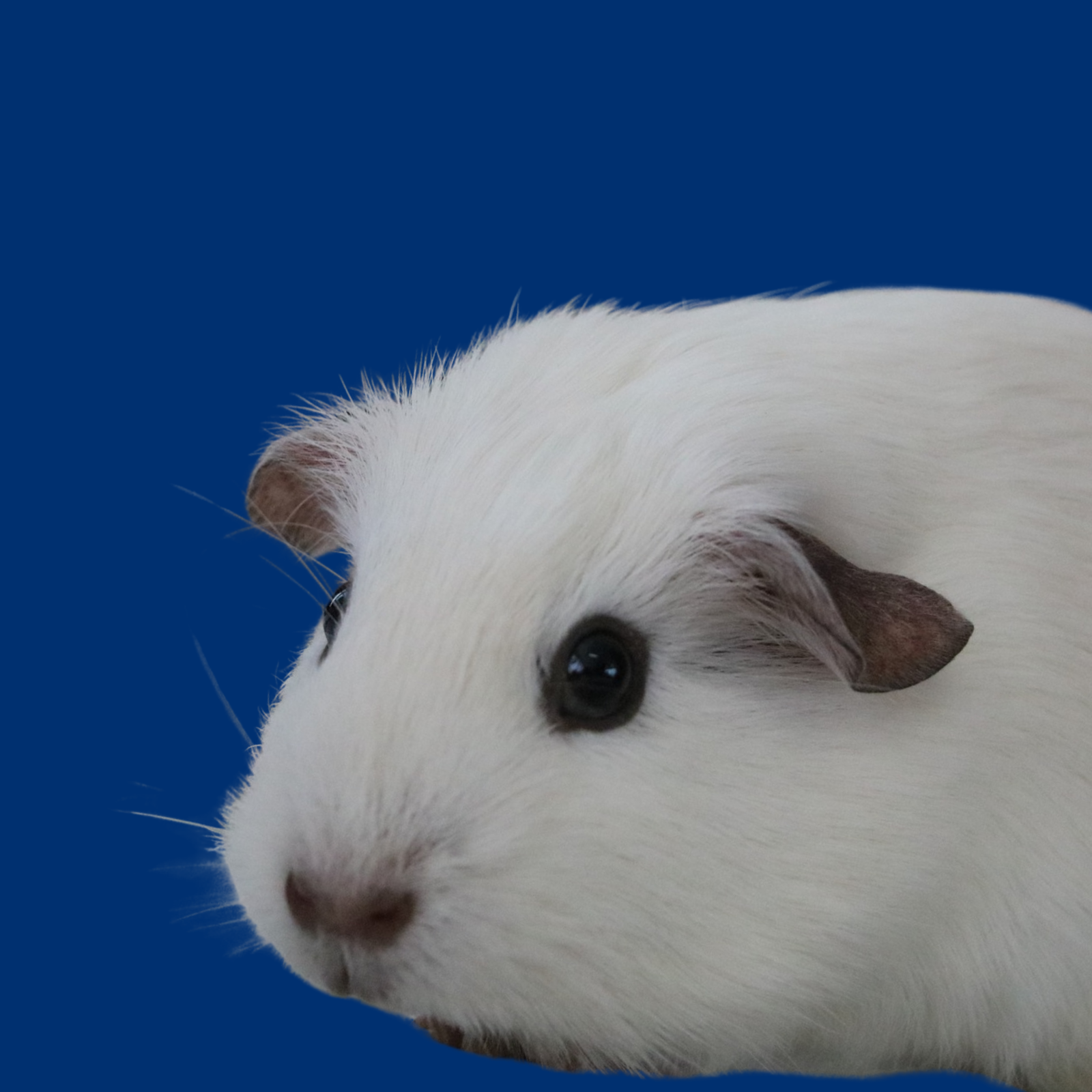 Untitled design - 2026-03-25T152507.287