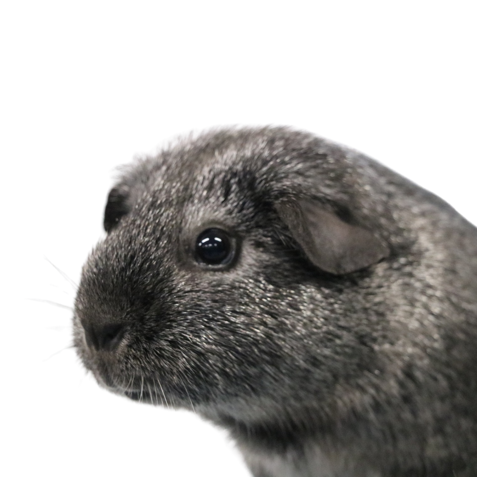 Untitled design - 2026-03-25T152525.217