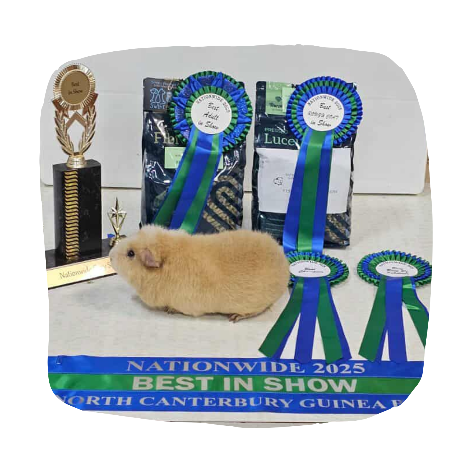 Untitled design - 2026-03-25T162908.927