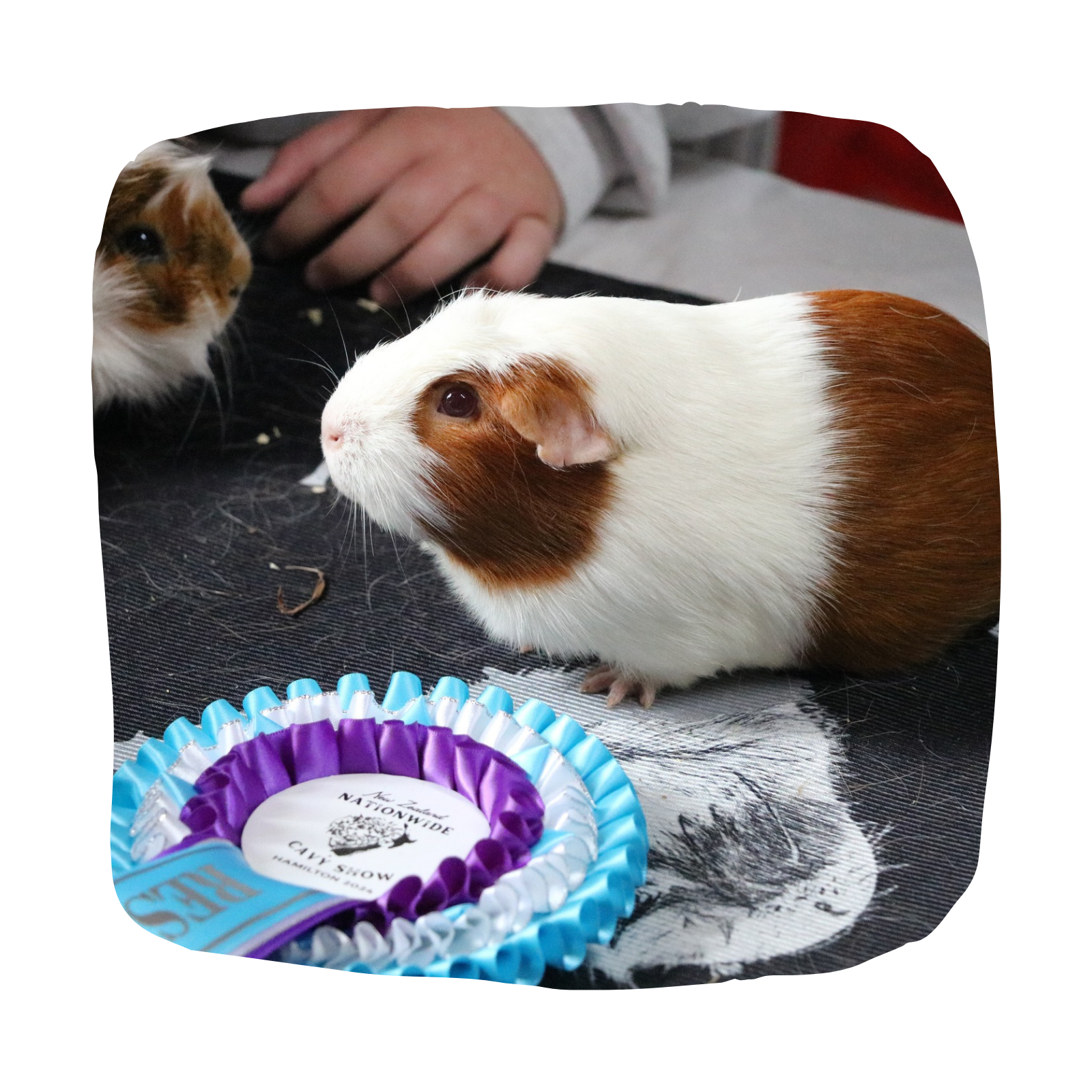 Untitled design - 2026-03-25T162938.999