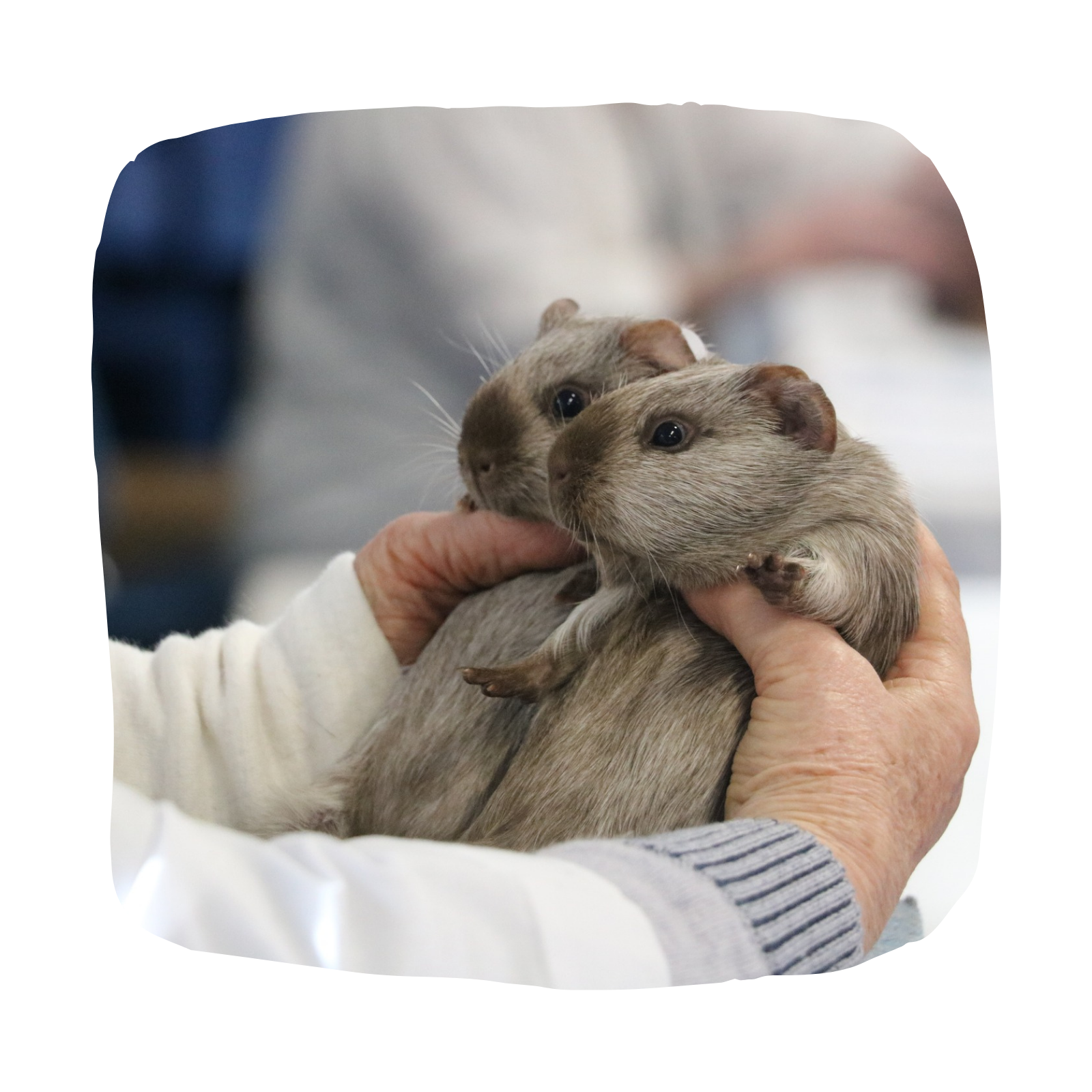 Untitled design - 2026-03-25T172526.987