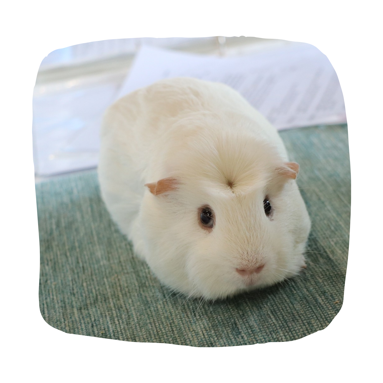 Untitled design - 2026-03-25T172535.533