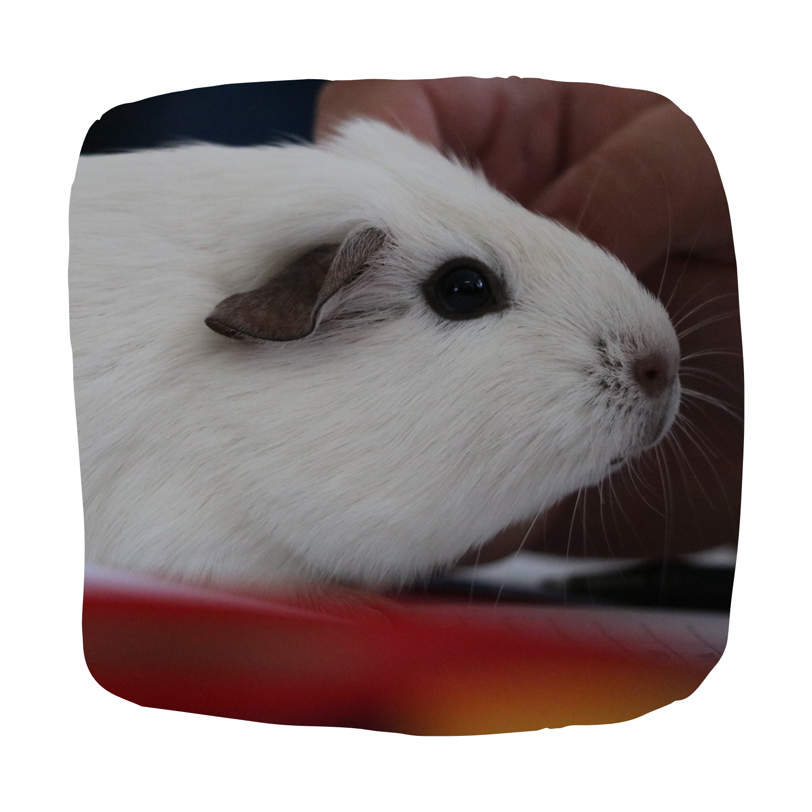 Untitled design - 2026-03-25T172900.608