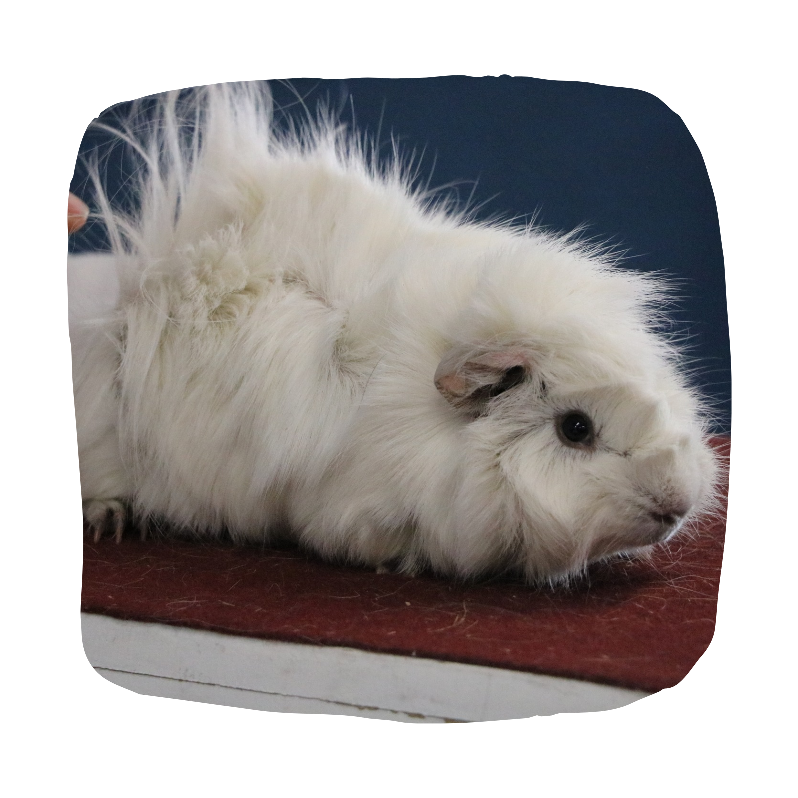 Untitled design - 2026-03-25T172906.165