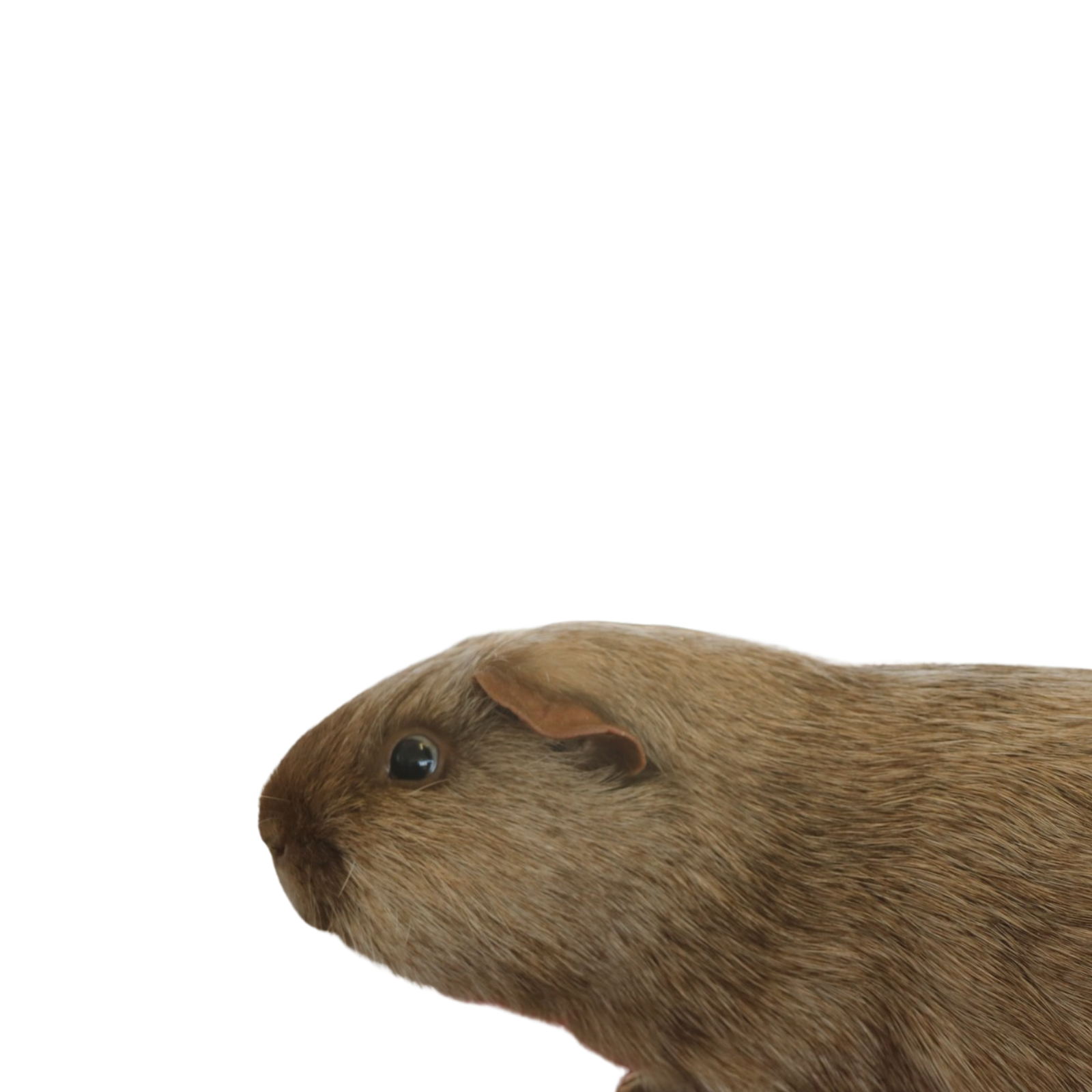 Untitled design - 2026-03-25T173223.150