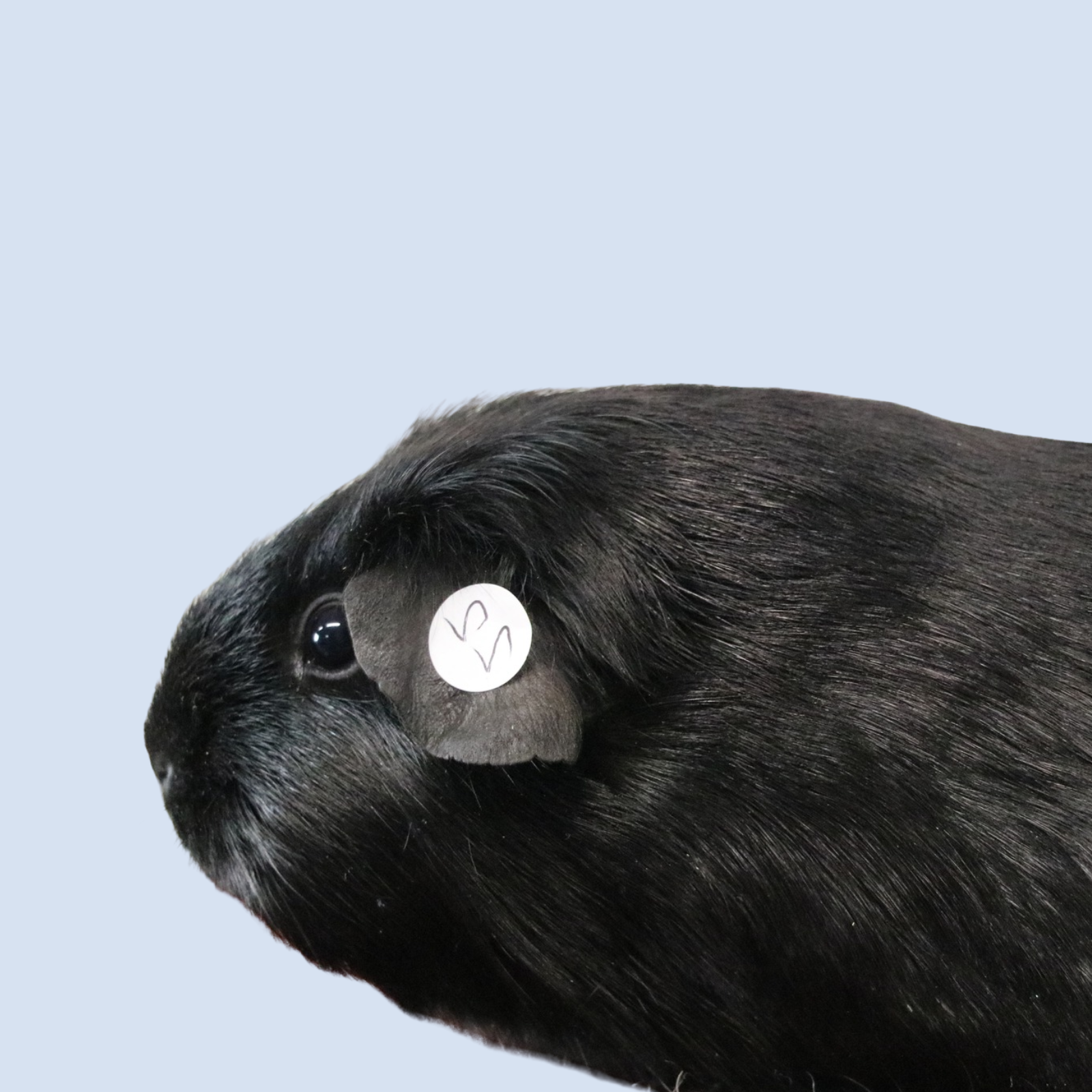 Untitled design - 2026-03-26T130948.847